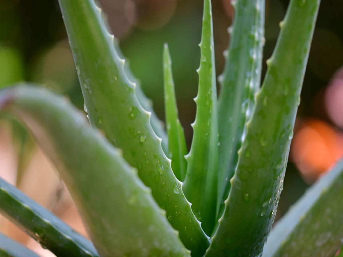 Aloe biljka FOTO: Unsplash
